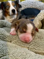 Ivy Rose, a female Miniature Australian Shepherd for sale in Somerset, KY – Photo 9 of 10
