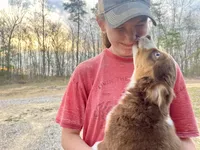 Ivy Rose, a female Miniature Australian Shepherd for sale in Somerset, KY – Photo 3 of 10