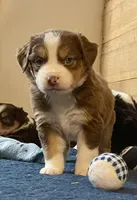 Ivy Rose, a female Miniature Australian Shepherd for sale in Somerset, KY – Photo 5 of 10
