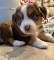 Ivy Rose, a female Miniature Australian Shepherd for sale in Somerset, KY – Photo 6 of 10