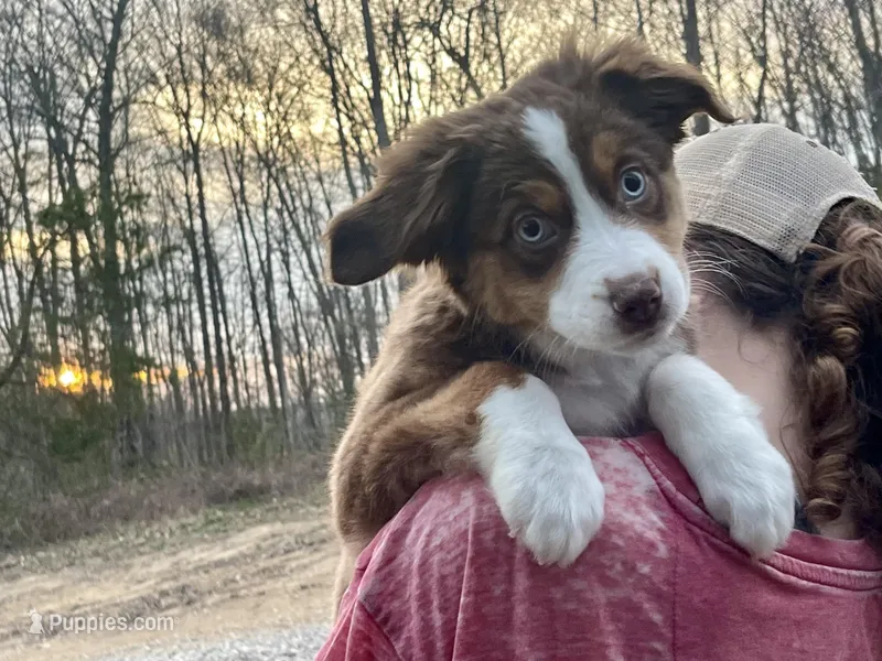 Ivy Rose – Miniature Australian Shepherd puppy for sale in Somerset, KY