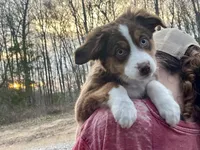 Ivy Rose, a female Miniature Australian Shepherd for sale in Somerset, KY – Photo 1 of 10