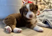Ivy Rose, a female Miniature Australian Shepherd for sale in Somerset, KY – Photo 7 of 10