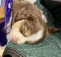 Ivy Rose, a female Miniature Australian Shepherd for sale in Somerset, KY – Photo 8 of 10