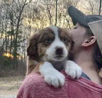 Ivy Rose, a female Miniature Australian Shepherd for sale in Somerset, KY – Photo 2 of 10