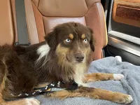 Redding, a male Miniature Australian Shepherd for sale in Somerset, KY – Photo 7 of 9