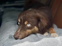 Redding, a male Miniature Australian Shepherd for sale in Somerset, KY – Photo 3 of 9