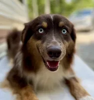 Redding, a male Miniature Australian Shepherd for sale in Somerset, KY – Photo 5 of 9