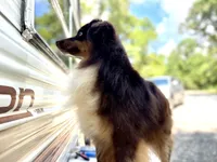 Redding, a male Miniature Australian Shepherd for sale in Somerset, KY – Photo 2 of 9