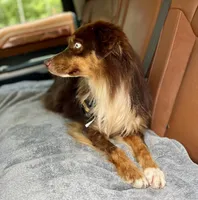 Redding, a male Miniature Australian Shepherd for sale in Somerset, KY – Photo 6 of 9