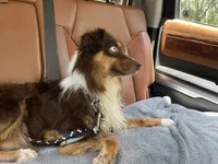 Redding, a male Miniature Australian Shepherd for sale in Somerset, KY – Photo 4 of 9