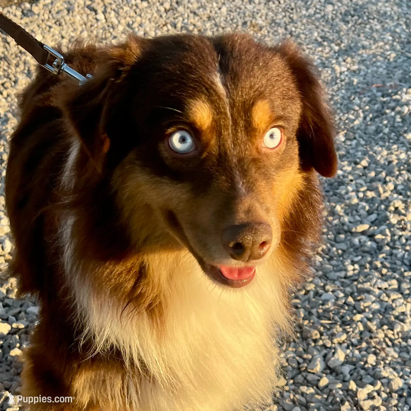 Redding, a male Miniature Australian Shepherd for sale in Somerset, KY – Photo 8 of 9