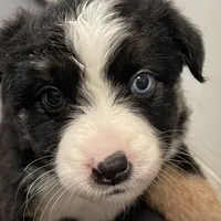 Natural Life "Remnant" Rising, a male Miniature Australian Shepherd for sale in Somerset, KY – Photo 9 of 10