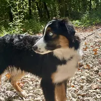Natural Life "Remnant" Rising, a male Miniature Australian Shepherd for sale in Somerset, KY – Photo 4 of 10
