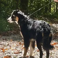 Natural Life "Remnant" Rising, a male Miniature Australian Shepherd for sale in Somerset, KY – Photo 2 of 10