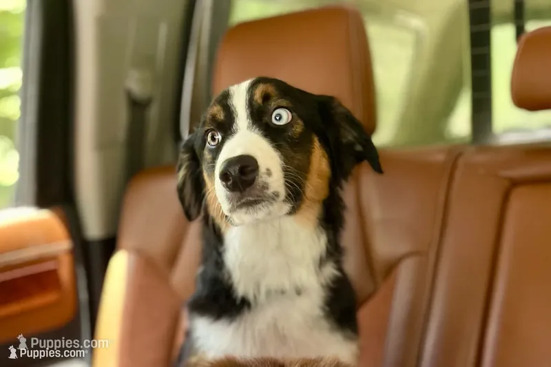 Remi – Miniature Australian Shepherd puppy for sale in Somerset, KY