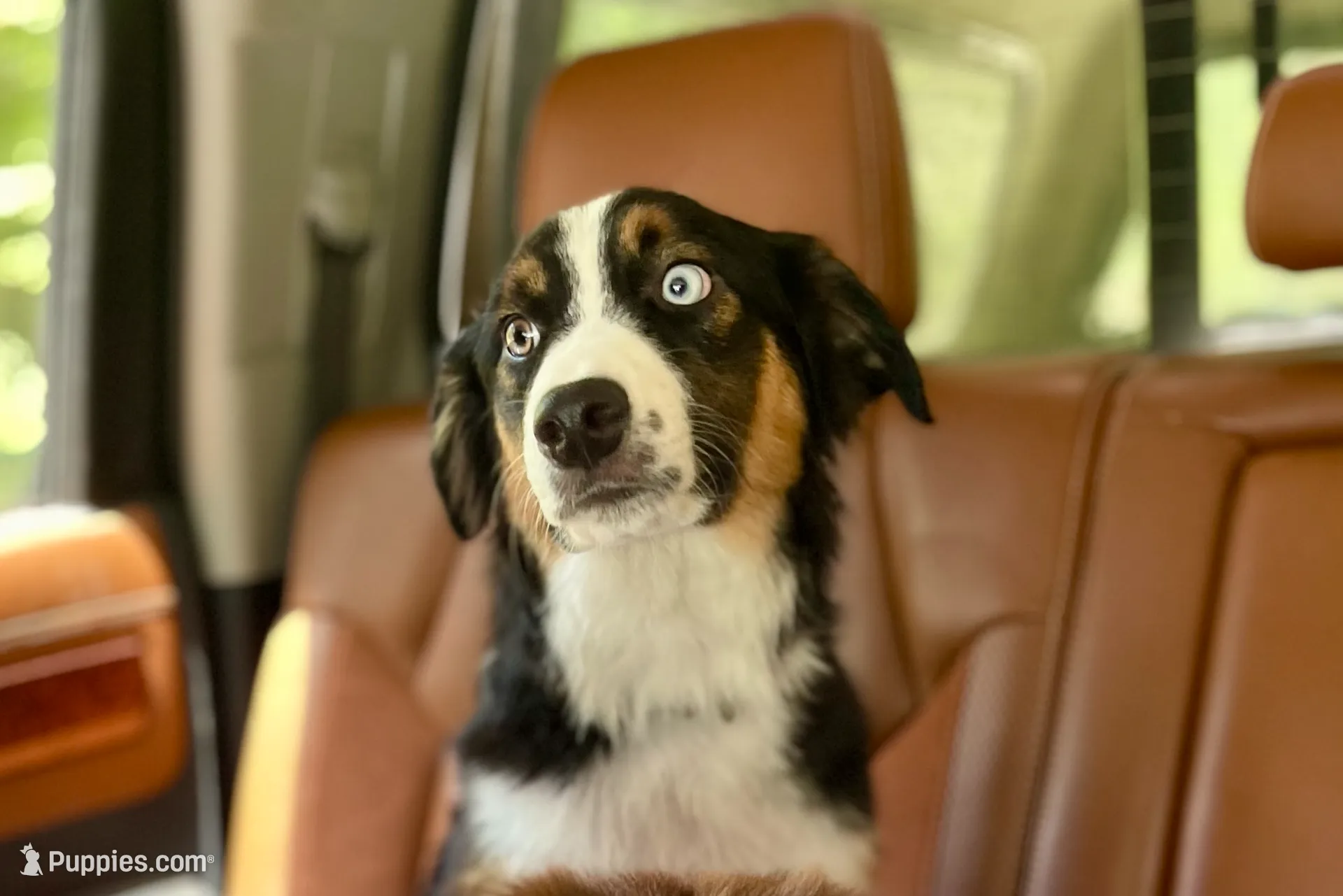 Remi, a male Miniature Australian Shepherd for sale in Somerset, KY – Photo 1 of 10