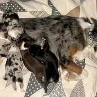 Natural Life "Remnant" Rising, a male Miniature Australian Shepherd for sale in Somerset, KY – Photo 10 of 10