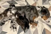 Remi, a male Miniature Australian Shepherd for sale in Somerset, KY – Photo 10 of 10