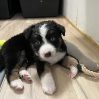 Natural Life "Remnant" Rising, a male Miniature Australian Shepherd for sale in Somerset, KY – Photo 8 of 10