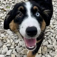 Natural Life "Remnant" Rising, a male Miniature Australian Shepherd for sale in Somerset, KY – Photo 5 of 10