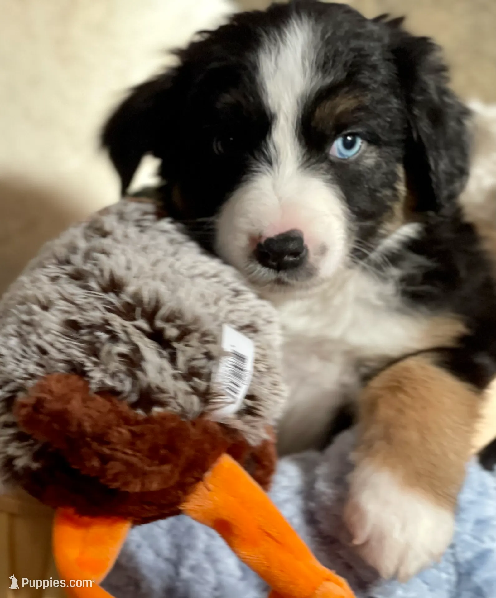Remi, a male Miniature Australian Shepherd for sale in Somerset, KY – Photo 7 of 10