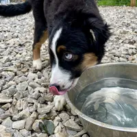 Natural Life "Remnant" Rising, a male Miniature Australian Shepherd for sale in Somerset, KY – Photo 6 of 10