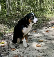 Remi, a male Miniature Australian Shepherd for sale in Somerset, KY – Photo 3 of 10