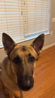 Maverick, a male German Shepherd Dog for sale in Woodbridge, VA – 5 of 6
