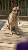 Maverick, a male German Shepherd Dog for sale in Woodbridge, VA – 4 of 6