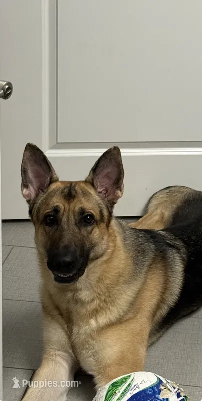 Maverick – German Shepherd Dog puppy for sale in Woodbridge, VA
