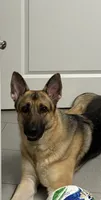 Maverick, a male German Shepherd Dog for sale in Woodbridge, VA – 1 of 6