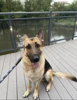 Maverick, a male German Shepherd Dog for sale in Woodbridge, VA – 2 of 6
