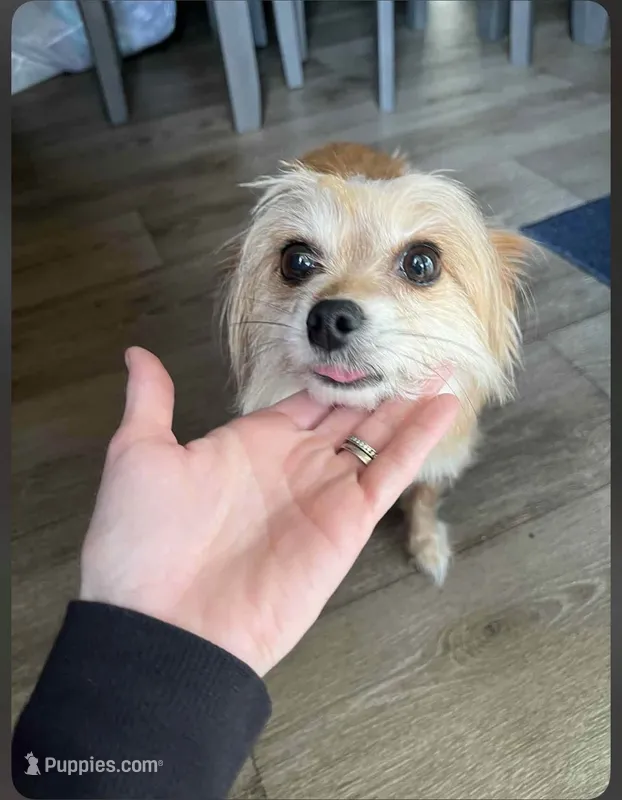 Millie – Maltese puppy for sale in Siler City, NC