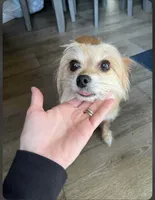 Millie, a female Maltese for sale in Siler City, NC – 1 of 3