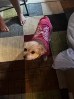 Millie, a female Maltese for sale in Siler City, NC – 3 of 3