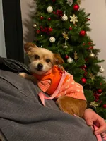 Millie, a female Maltese for sale in Siler City, NC – 2 of 3