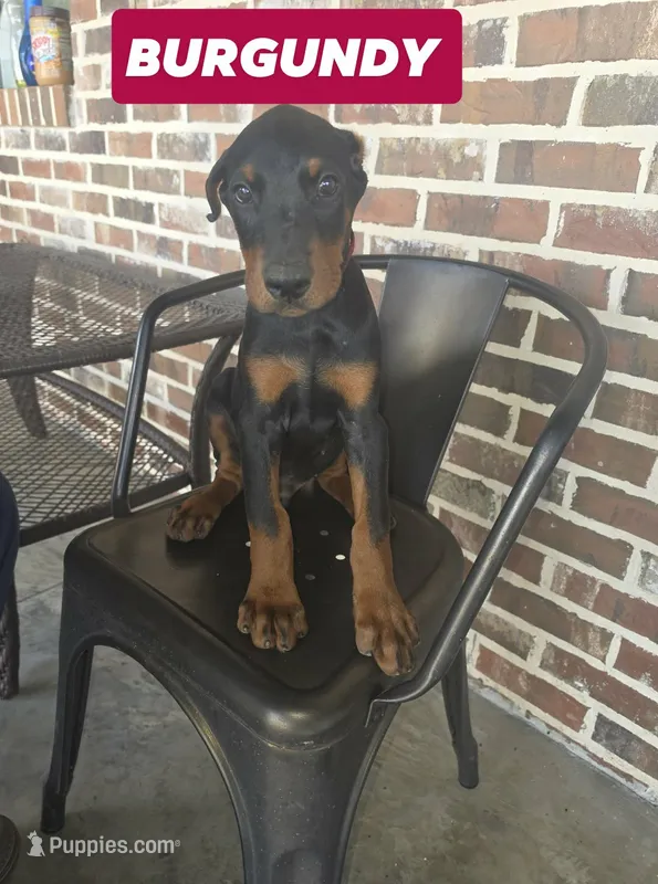 Burgundy  – Doberman Pinscher puppy for sale in La Fayette, GA