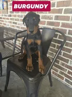 Burgundy , a male Doberman Pinscher for sale in La Fayette, GA – 1 of 4