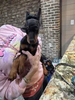 Rusty 🧡, a male Doberman Pinscher for sale in La Fayette, GA – 9 of 10