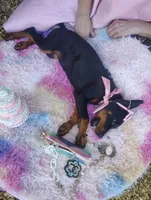 Dolly💗, a female Doberman Pinscher for sale in La Fayette, GA – 8 of 10