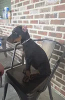 Black collar, a male Doberman Pinscher for sale in La Fayette, GA – 3 of 6