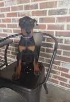 Purple , a female Doberman Pinscher for sale in La Fayette, GA – 2 of 5