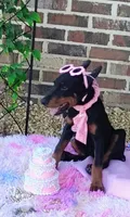 Dolly💗, a female Doberman Pinscher for sale in La Fayette, GA – 1 of 10