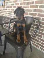 Burgundy , a male Doberman Pinscher for sale in La Fayette, GA – 3 of 4