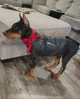 DEUCE 💚, a male Doberman Pinscher for sale in La Fayette, GA – 3 of 7