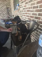Dolly, a female Doberman Pinscher for sale in La Fayette, GA – 3 of 5