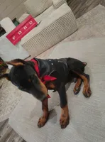 DEUCE 💚, a male Doberman Pinscher for sale in La Fayette, GA – 2 of 7