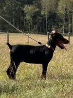 Rusty 🧡, a male Doberman Pinscher for sale in La Fayette, GA – 6 of 10
