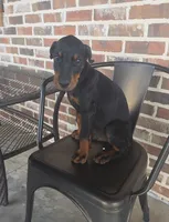 Black collar, a male Doberman Pinscher for sale in La Fayette, GA – 5 of 6
